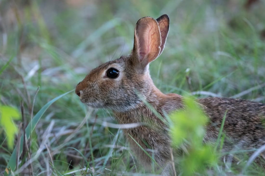 Put an End to Animal Cruelty