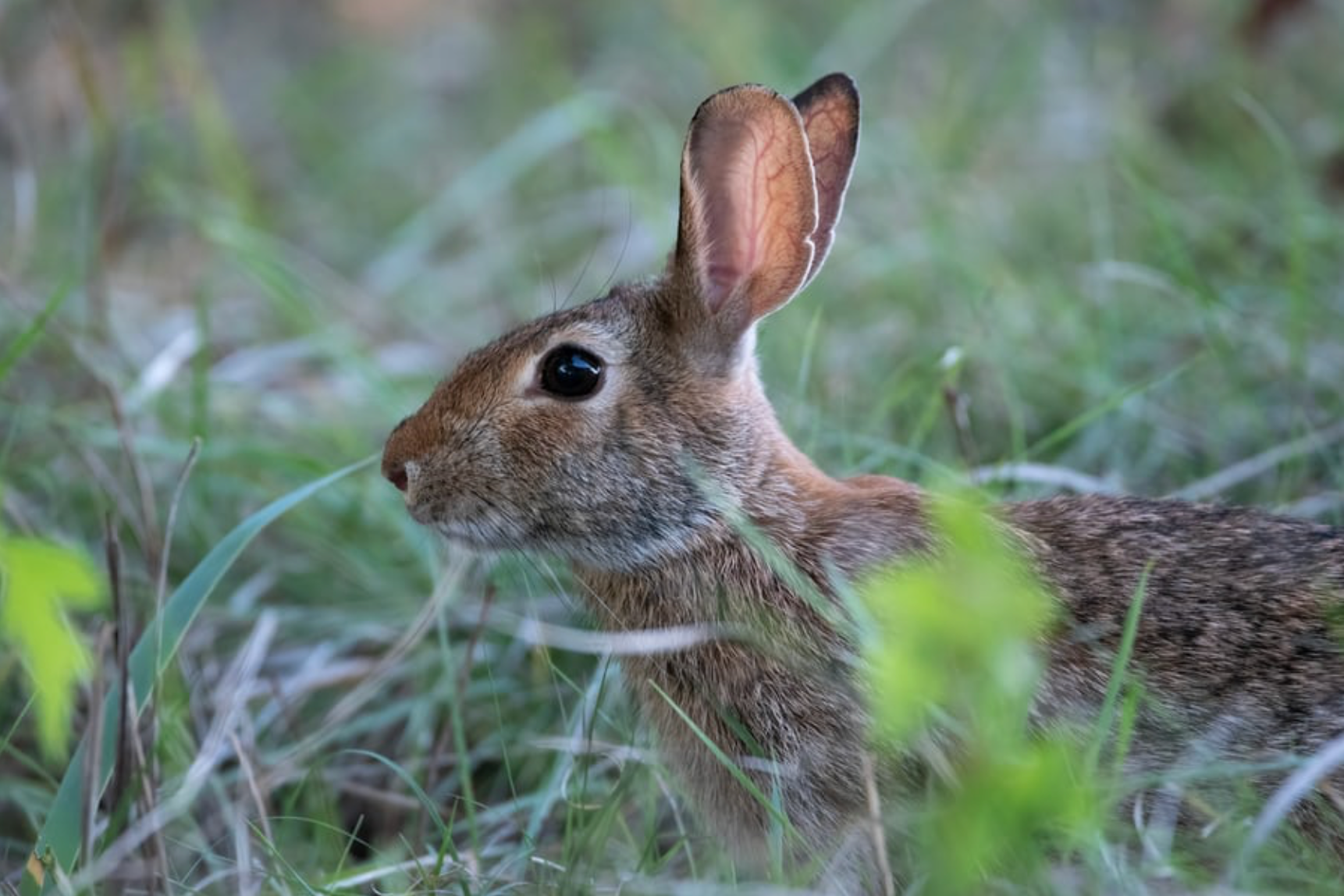 Put an End to Animal Cruelty