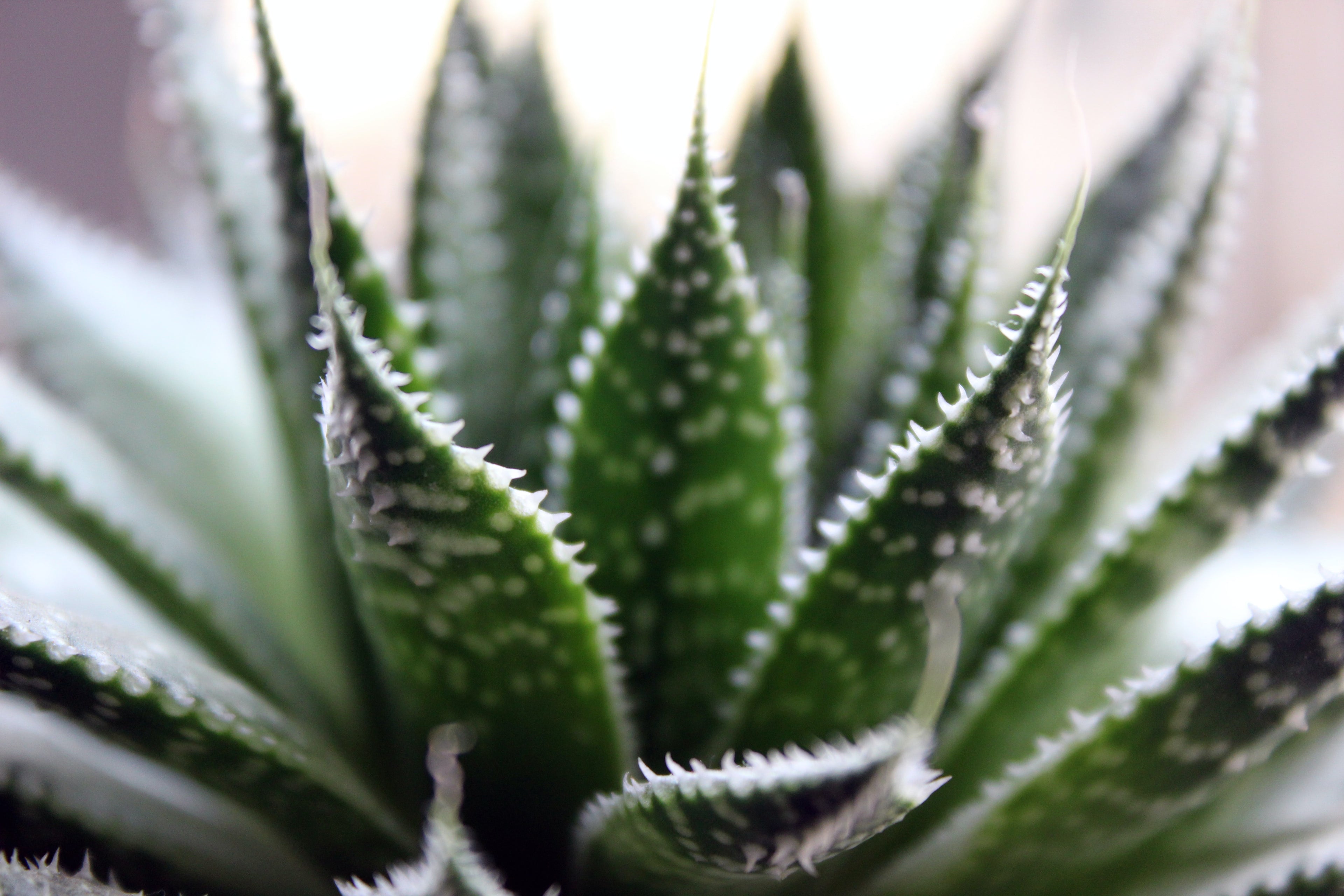 Aloe Vera, healing, burns, cuts, scrapes, lacerations, wounds, restore, rejuvenate, treat, skin.